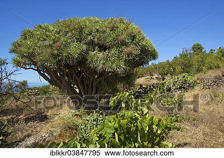 "Canary Island Dragon Tree (Dracaena draco) on the north coast of La Palma, Canary Islands, Spain, Europe" View Large Photo Image Stock Photography - "Canary Island Dragon Tree (Dracaena draco) on the north coast of La Palma, Canary Islands, Spain, Europe". Fotosearch