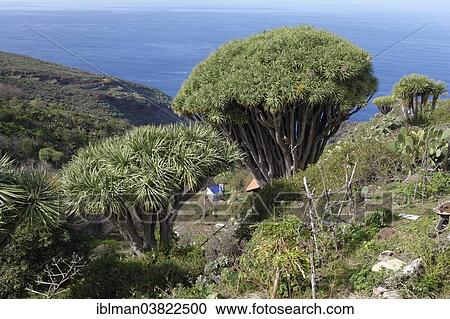 "Canary Island Dragon Trees (Dracaena draco), Las Tricias, La Palma, Canary Islands, Spain, Europe" View Large Photo Image Stock Image - "Canary Island Dragon Trees (Dracaena draco), Las Tricias, La Palma, Canary Islands, Spain, Europe". Fotosearch