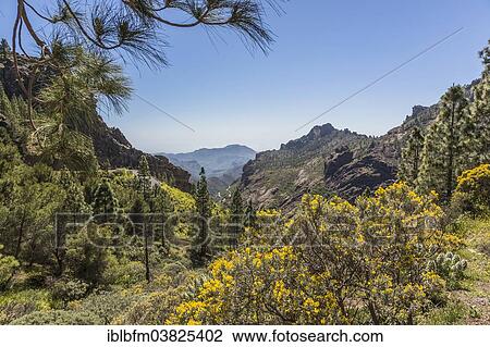 "Canary Island Gorse, Codeso (Adenocarpus), mountain landscape, view from the hiking trail to Roque Nublo, Gran Canaria, Canary Islands, Spain, Europe" View Large Photo Image Stock Image - "Canary Island Gorse, Codeso (Adenocarpus), mountain landscape, view from the hiking trail to Roque Nublo, Gran Canaria, Canary Islands, Spain, Europe". Fotosearch