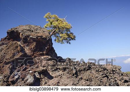 "Canary Island Pine (Pinus canariensis) growing on lava rocks, UNESCO World Heritage Site, Teide National Park, Tenerife, Canary Islands, Spain, Europe" View Large Photo Image Stock Photo - "Canary Island Pine (Pinus canariensis) growing on lava rocks, UNESCO World Heritage Site, Teide National Park, Tenerife, Canary Islands, Spain, Europe". Fotosearch