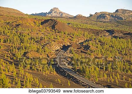 Stock Photo - "Canary Island Pine (Pinus canariensis) on a road in the Teide National Park, view from the Mirador de Chio, Tenerife, Canary Islands, Spain, Europe". Fotosearch