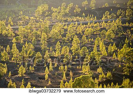 "Canary Island Pine (Pinus canariensis), Mirador de Chio, Teide-National Park, Tenerife, Canary Islands, Spain, Europe" View Large Photo Image Stock Photo - "Canary Island Pine (Pinus canariensis), Mirador de Chio, Teide-National Park, Tenerife, Canary Islands, Spain, Europe". Fotosearch