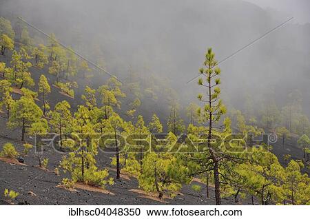 "Canary Island Pines (Pinus canariensis), lava ash, fog, Llanos de Jable, La Palma, Canary Islands, Spain, Europe" View Large Photo Image Stock Image - "Canary Island Pines (Pinus canariensis), lava ash, fog, Llanos de Jable, La Palma, Canary Islands, Spain, Europe". Fotosearch
