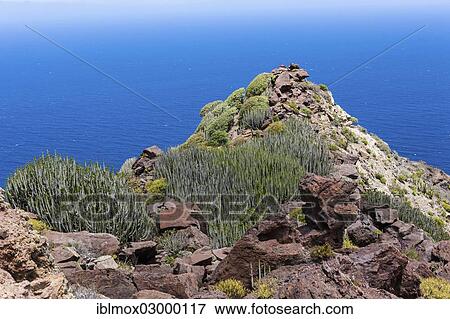 Stock Photo - "Canary Island Spurge (Euphorbia canariensis), Artenara, Gran Canaria, Kanarische Inseln, Casas deTirma de San Nicolas,, Spain, Europe". Fotosearch