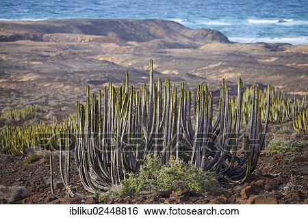 "Canary Island Spurge or Hercules Club (Euphorbia canariensis), endemic spurge near El Cofete, Peninsula de Fuste, Fuerteventura, Canary Islands, Spain, Europe" View Large Photo Image Stock Photograph - "Canary Island Spurge or Hercules Club (Euphorbia canariensis), endemic spurge near El Cofete, Peninsula de Fuste, Fuerteventura, Canary Islands, Spain, Europe". Fotosearch