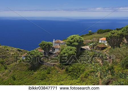"Canary Islands Dragon Tree (Dracaena draco), La Tosca, La Palma, Canary Islands, Spain, Europe" View Large Photo Image Stock Image - "Canary Islands Dragon Tree (Dracaena draco), La Tosca, La Palma, Canary Islands, Spain, Europe". Fotosearch