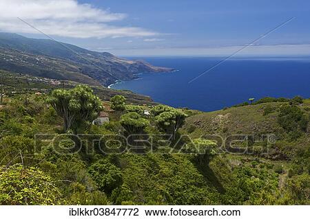 "Canary Islands Dragon Tree (Dracaena draco), La Tosca, La Palma, Canary Islands, Spain, Europe" View Large Photo Image Stock Image - "Canary Islands Dragon Tree (Dracaena draco), La Tosca, La Palma, Canary Islands, Spain, Europe". Fotosearch