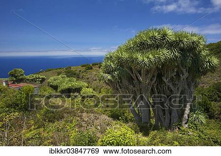 Stock Photo - "Canary Islands Dragon Tree (Dracaena draco), La Tosca, La Palma, Canary Islands, Spain, Europe". Fotosearch