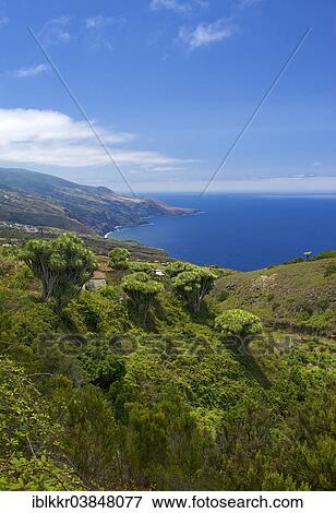 "Canary Islands Dragon Tree (Dracaena draco), La Tosca, La Palma, Canary Islands, Spain, Europe" View Large Photo Image Stock Photo - "Canary Islands Dragon Tree (Dracaena draco), La Tosca, La Palma, Canary Islands, Spain, Europe". Fotosearch