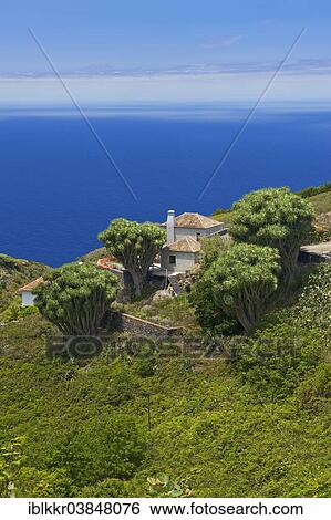 "Canary Islands Dragon Tree (Dracaena draco), La Tosca, La Palma, Canary Islands, Spain, Europe" View Large Photo Image Stock Photograph - "Canary Islands Dragon Tree (Dracaena draco), La Tosca, La Palma, Canary Islands, Spain, Europe". Fotosearch