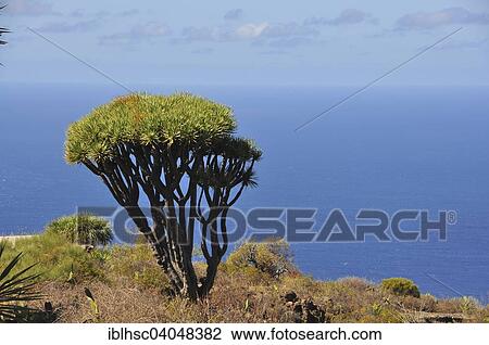 "Canary Islands Dragon Tree or Drago (Dracaena draco), La Palma, Canary Islands, Spain, Europe" View Large Photo Image Stock Image - "Canary Islands Dragon Tree or Drago (Dracaena draco), La Palma, Canary Islands, Spain, Europe". Fotosearch