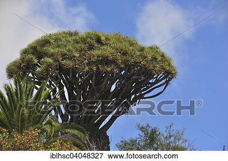 "Canary Islands Dragon Tree or Drago (Dracaena draco), La Palma, Canary Islands, Spain, Europe" View Large Photo Image Stock Photo - "Canary Islands Dragon Tree or Drago (Dracaena draco), La Palma, Canary Islands, Spain, Europe". Fotosearch