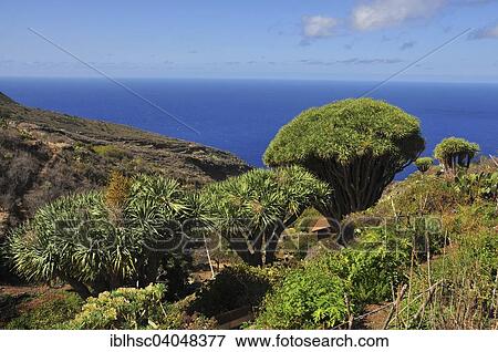 "Canary Islands Dragon Tree or Drago (Dracaena draco), La Palma, Canary Islands, Spain, Europe" View Large Photo Image Stock Photo - "Canary Islands Dragon Tree or Drago (Dracaena draco), La Palma, Canary Islands, Spain, Europe". Fotosearch