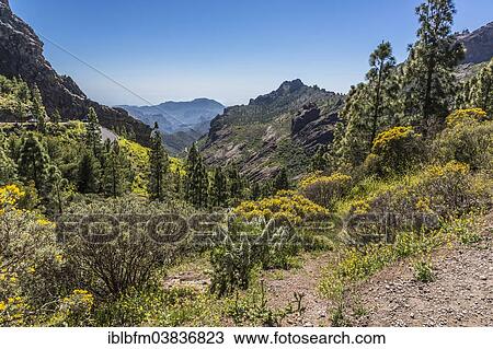 "Canary Islands' Giant Burgloss (Echium decaisnei), and Codesco (Adenocarpus), mountain landscape, view from the hiking trail to Roque Nublo, Gran Canaria, Canary Islands, Spain, Europe" View Large Photo Image Stock Image - "Canary Islands' Giant Burgloss (Echium decaisnei), and Codesco (Adenocarpus), mountain landscape, view from the hiking trail to Roque Nublo, Gran Canaria, Canary Islands, Spain, Europe". Fotosearch