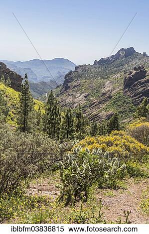 "Canary Islands' Giant Burgloss (Echium decaisnei), and Codesco (Adenocarpus), mountain landscape, view from the hiking trail to Roque Nublo, Gran Canaria, Canary Islands, Spain, Europe" View Large Photo Image Stock Photography - "Canary Islands' Giant Burgloss (Echium decaisnei), and Codesco (Adenocarpus), mountain landscape, view from the hiking trail to Roque Nublo, Gran Canaria, Canary Islands, Spain, Europe". Fotosearch