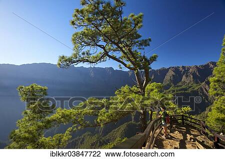 "Canary Pines (Pinus canariensis) in the Parque Nacional de la Caldera de Taburiente at the Mirador de Las Chozas, La Palma, Canary Islands, Spain, Europe" View Large Photo Image Stock Image - "Canary Pines (Pinus canariensis) in the Parque Nacional de la Caldera de Taburiente at the Mirador de Las Chozas, La Palma, Canary Islands, Spain, Europe". Fotosearch
