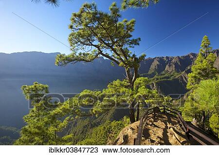 "Canary Pines (Pinus canariensis) in the Parque Nacional de la Caldera de Taburiente at the Mirador de Las Chozas, La Palma, Canary Islands, Spain, Europe" View Large Photo Image Stock Image - "Canary Pines (Pinus canariensis) in the Parque Nacional de la Caldera de Taburiente at the Mirador de Las Chozas, La Palma, Canary Islands, Spain, Europe". Fotosearch