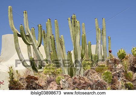 "Canary Spurge (Euphorbia canariensis) and Prickly Pear (Opuntia sp. ), succulent plants along the waterfront promenade, Puerto de la Cruz, Tenerife, Canary Islands, Spain, Europe" View Large Photo Image Stock Image - "Canary Spurge (Euphorbia canariensis) and Prickly Pear (Opuntia sp. ), succulent plants along the waterfront promenade, Puerto de la Cruz, Tenerife, Canary Islands, Spain, Europe". Fotosearch