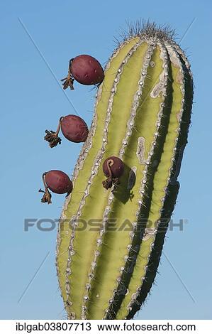 Stock Image - "Candelabra Cactus (Jasminocereus thouarsii), Isabela Island, Galapagos Islands, Ecuador, South America". Fotosearch