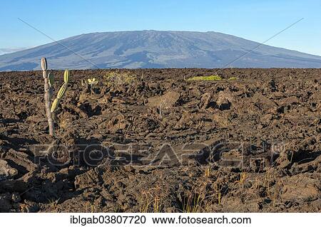 "Candelabra Cactus (Jasminocereus thouarsii) in the volcanic landscape of Punta Morena, Isabela Island, Galapagos Islands, Ecuador, South America" View Large Photo Image Stock Image - "Candelabra Cactus (Jasminocereus thouarsii) in the volcanic landscape of Punta Morena, Isabela Island, Galapagos Islands, Ecuador, South America". Fotosearch
