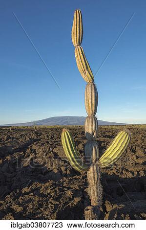 Stock Image - "Candelabra Cactus (Jasminocereus thouarsii) in the volcanic landscape of Punta Morena, Isabela Island, Galapagos Islands, Ecuador, South America". Fotosearch