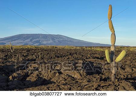 "Candelabra Cactus (Jasminocereus thouarsii) in the volcanic landscape of Punta Morena, Isabela Island, Galapagos Islands, Ecuador, South America" View Large Photo Image Stock Photo - "Candelabra Cactus (Jasminocereus thouarsii) in the volcanic landscape of Punta Morena, Isabela Island, Galapagos Islands, Ecuador, South America". Fotosearch