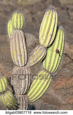 "Candelabra Cactus (Jasminocereus thouarsii), Isabela Island, Galapagos Islands, Ecuador, South America" View Large Photo Image Stock Photograph - "Candelabra Cactus (Jasminocereus thouarsii), Isabela Island, Galapagos Islands, Ecuador, South America". Fotosearch