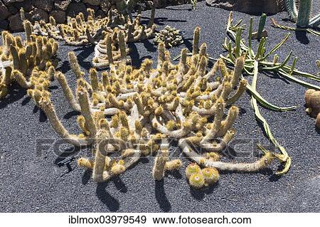 "Candelilla cactus (Cleistocactus candelilla), native to Bolivia, Lanzarote, Canary Islands, Spain, Europe" View Large Photo Image Stock Photo - "Candelilla cactus (Cleistocactus candelilla), native to Bolivia, Lanzarote, Canary Islands, Spain, Europe". Fotosearch