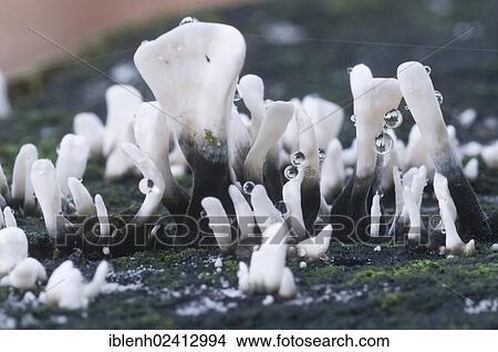 Candlestick Fungus or Carbon Antlers (Xylaria hypoxylum), Tinner Loh, Haren, Emsland, Lower Saxony, Germany, Europe View Large Photo Image Picture - Candlestick Fungus or Carbon Antlers (Xylaria hypoxylum), Tinner Loh, Haren, Emsland, Lower Saxony, Germany, Europe. Fotosearch