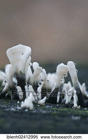 Candlestick Fungus or Carbon Antlers (Xylaria hypoxylum), Tinner Loh, Haren, Emsland, Lower Saxony, Germany, Europe View Large Photo Image Stock Photography - Candlestick Fungus or Carbon Antlers (Xylaria hypoxylum), Tinner Loh, Haren, Emsland, Lower Saxony, Germany, Europe. Fotosearch