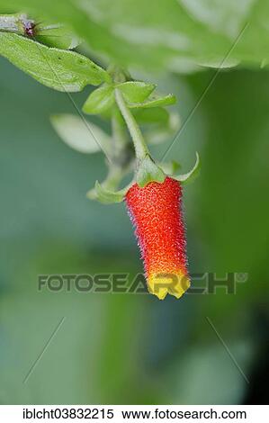 Stock Photography - "Candy Corn Vine (Manettia luteorubra, Manettia bicolor), flower, native to South America". Fotosearch