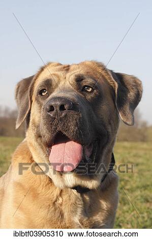 Cane Corso Italian Breed Of Dog Portrait Stock Image