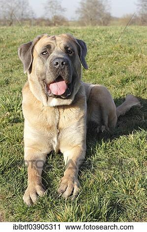 "Cane Corso, Italian breed of dog, lying on a meadow" View Large Photo Image Stock Image - "Cane Corso, Italian breed of dog, lying on a meadow". Fotosearch
