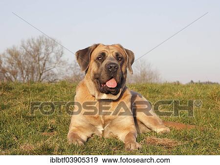 "Cane Corso, Italian breed of dog, lying on a meadow" View Large Photo Image Stock Photo - "Cane Corso, Italian breed of dog, lying on a meadow". Fotosearch