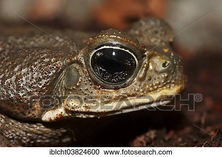 "Cane Toad (Bufo marinus, Rhinella marina), portrait, native to South America, captive" View Large Photo Image Stock Image - "Cane Toad (Bufo marinus, Rhinella marina), portrait, native to South America, captive". Fotosearch