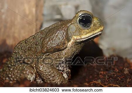 Stock Image - "Cane Toad (Bufo marinus, Rhinella marina), native to South America, captive". Fotosearch