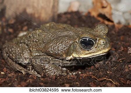 "Cane Toad (Bufo marinus, Rhinella marina), native to South America, captive" View Large Photo Image Stock Photography - "Cane Toad (Bufo marinus, Rhinella marina), native to South America, captive". Fotosearch