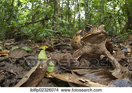 "Cane Toad (Rhinella marina, Bufo marinus), adult female, sitting on leaf litter in forest habitat, Los Amigos Biological Station, Madre de Dios, Amazonia, Peru, South America" View Large Photo Image Picture - "Cane Toad (Rhinella marina, Bufo marinus), adult female, sitting on leaf litter in forest habitat, Los Amigos Biological Station, Madre de Dios, Amazonia, Peru, South America". Fotosearch
