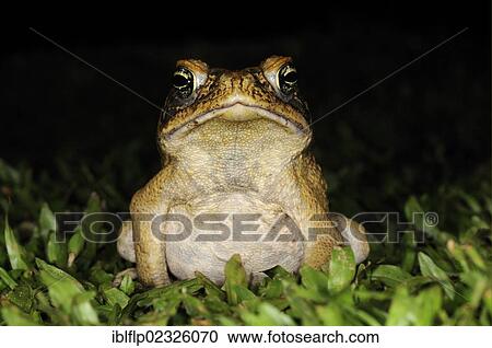 "Cane Toad (Rhinella marina, Bufo marinus), adult, foraging at night, Iwokrama, Guyana, South America" View Large Photo Image Stock Image - "Cane Toad (Rhinella marina, Bufo marinus), adult, foraging at night, Iwokrama, Guyana, South America". Fotosearch