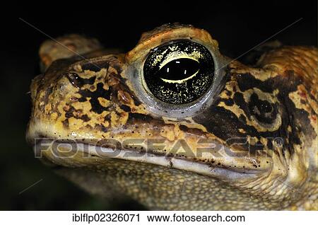 "Cane Toad (Rhinella marina, Bufo marinus), adult, close-up of head, at night, Iwokrama, Guyana, South America" View Large Photo Image Stock Image - "Cane Toad (Rhinella marina, Bufo marinus), adult, close-up of head, at night, Iwokrama, Guyana, South America". Fotosearch