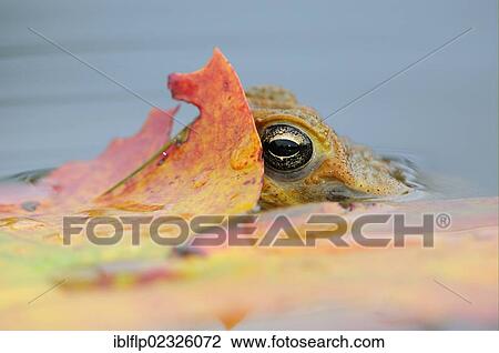 Stock Image - "Cane Toad (Rhinella marina, Bufo marinus), adult, head at surface of water under leaf, Georgetown, Guyana, South America". Fotosearch