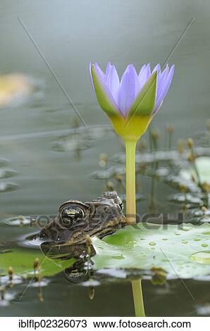 Stock Image - "Cane Toad (Rhinella marina, Bufo marinus), adult, head at surface of water beside waterlily leaf and flower, Georgetown, Guyana, South America". Fotosearch