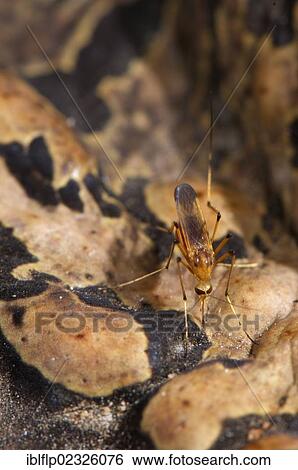 "Cane Toad (Rhinella marina, Bufo marinus), adult, close-up of skin, with mosquito sucking blood, Los Amigos Biological Station, Madre de Dios, Amazonia, Peru, South America" View Large Photo Image Stock Photograph - "Cane Toad (Rhinella marina, Bufo marinus), adult, close-up of skin, with mosquito sucking blood, Los Amigos Biological Station, Madre de Dios, Amazonia, Peru, South America". Fotosearch