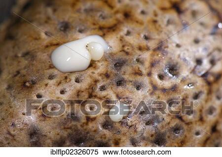 Stock Photography - "Cane Toad (Rhinella marina, Bufo marinus), adult, close-up of skin, with toxic substance emerging from parotid glands, Los Amigos Biological Station, Madre de Dios, Amazonia, Peru, South America". Fotosearch
