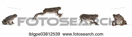 Stock Photo - "Cane Toad (Rhinella marina), jumping". Fotosearch
