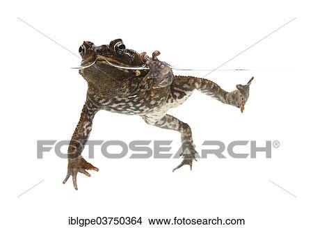 Picture - Cane Toad (Rhinella marina). Fotosearch