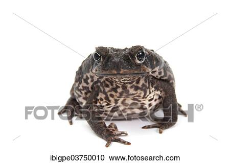 Stock Image - Cane Toad (Rhinella marina). Fotosearch