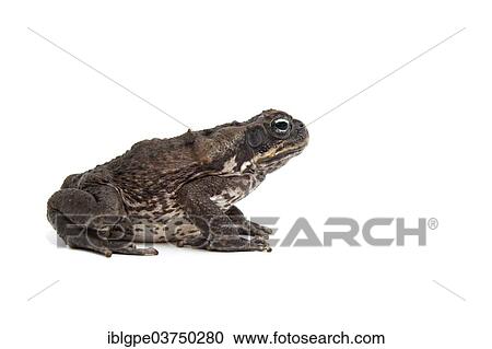 Stock Image - Cane Toad (Rhinella marina). Fotosearch