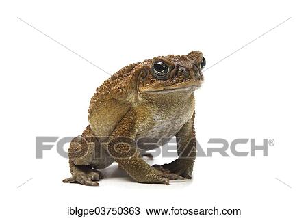Cane Toad (Rhinella marina) View Large Photo Image Stock Image - Cane Toad (Rhinella marina). Fotosearch