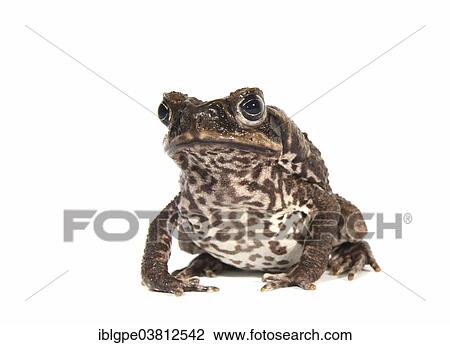 Stock Image - Cane Toad (Rhinella marina). Fotosearch